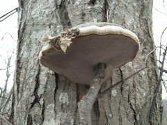 Phellinus alni