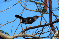 Turdus aurantius