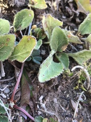 Viola maculata