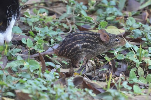 Typical Lemniscomys