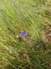 Wahlenbergia undulata