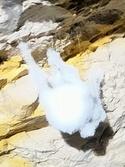 Engyodontium aranearum