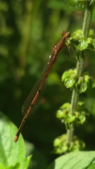 Oxyagrion