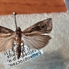 Endothenia quadrimaculana