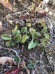 Viola maculata