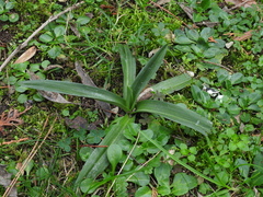 Anacamptis pyramidalis