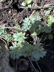 Corydalis flavula