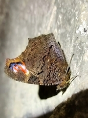 Aglais io