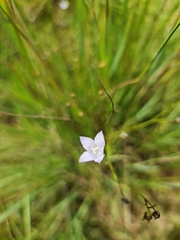 Wahlenbergia undulata