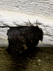 Aglais io