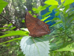 Charaxes affinis