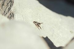 Pellenes geniculatus