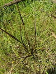 Hypoxis rigidula