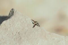 Pellenes geniculatus