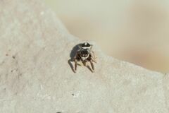 Pellenes geniculatus