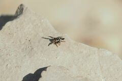 Pellenes geniculatus