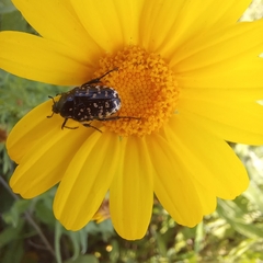 Oxythyrea noemi