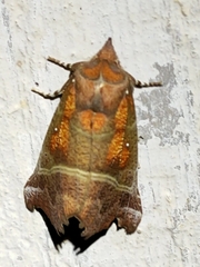 Scoliopteryx libatrix