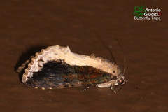 Odontodes seranensis