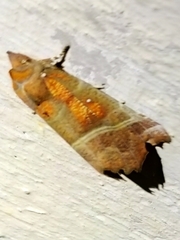 Scoliopteryx libatrix