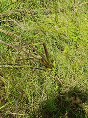 Hypoxis rigidula
