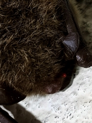 Argas vespertilionis