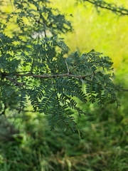 Vachellia sieberiana