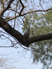 Streptopelia decaocto