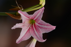 Hippeastrum reticulatum