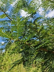 Vachellia sieberiana