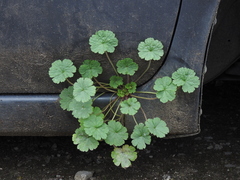 Geranium rotundifolium