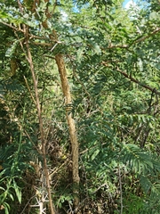 Vachellia sieberiana