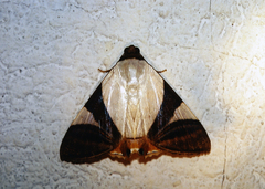 Eulepidotis fortissima