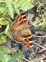 Aglais caschmirensis