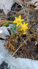 Narcissus minor