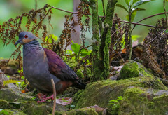 Geotrygon versicolor
