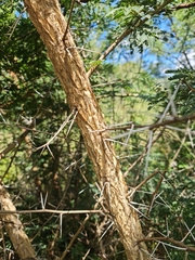 Vachellia sieberiana