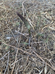 Drimia numidica