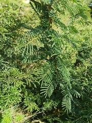 Vachellia sieberiana