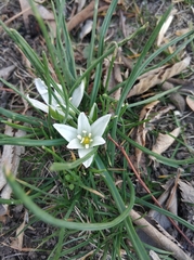 Ornithogalum umbellatum