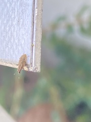 Sitona macularius