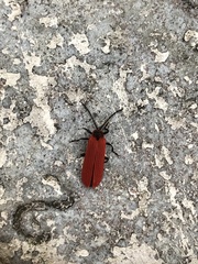 Dictyoptera aurora