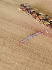 Scolopendridae