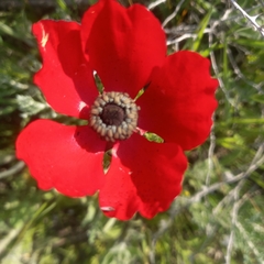 Ranunculus asiaticus