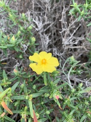 Cistus calycinus
