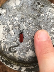 Dictyoptera aurora