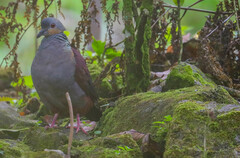 Geotrygon versicolor