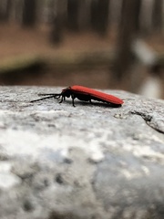Dictyoptera aurora