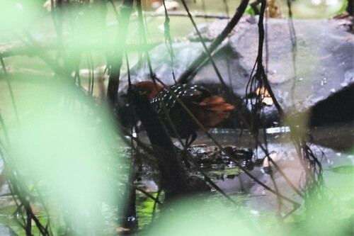 White-spotted Flufftail (Sarothrura pulchra), photo 4