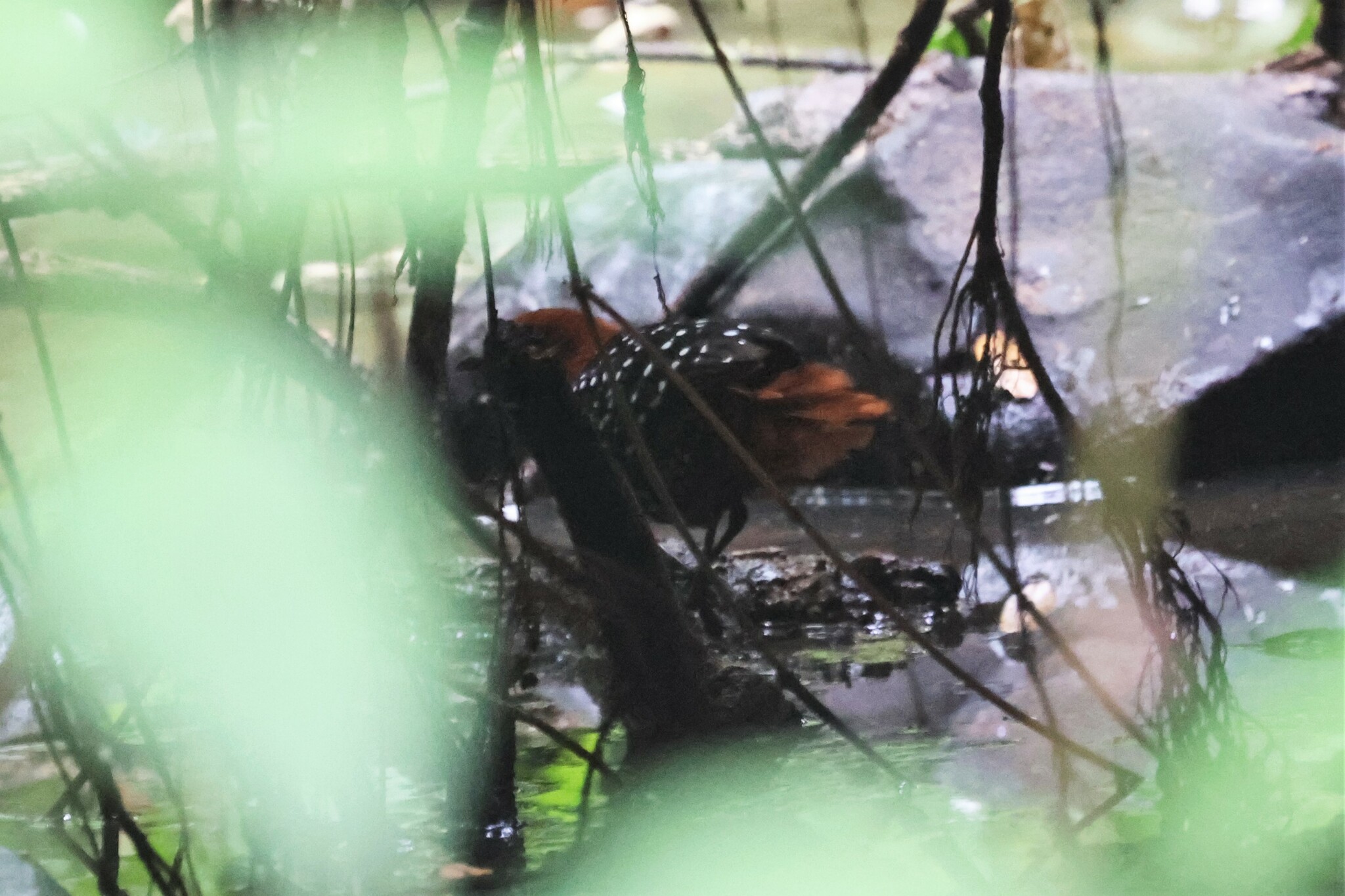 White-spotted Flufftail (Sarothrura pulchra), photo 2